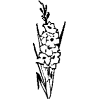 F2 – Gladiolus – 52