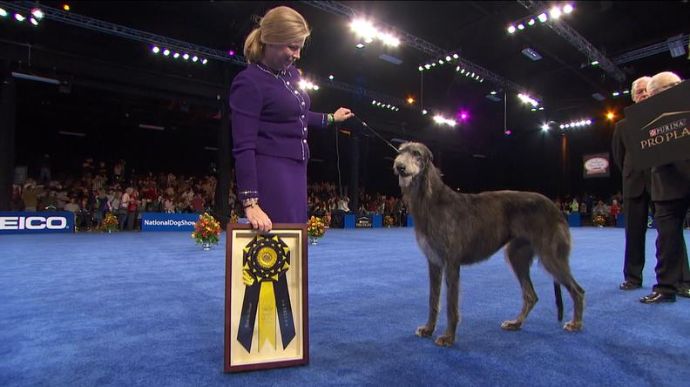 10 Dog Show Ribbons and Rosettes Ideas